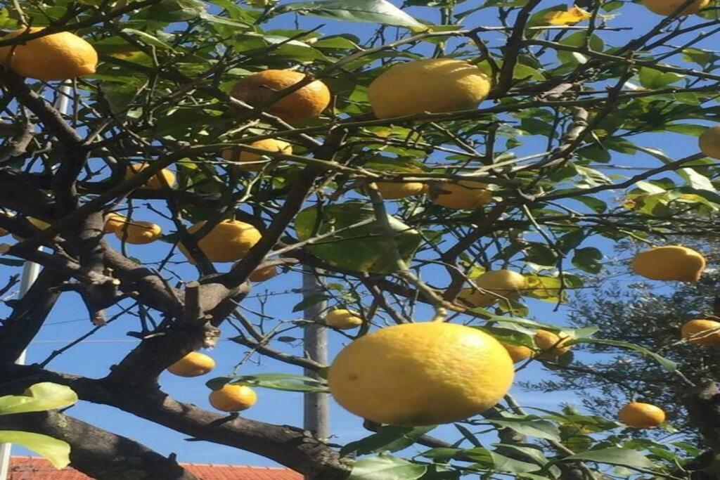 Serrano Palermo